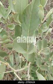 Image result for Philenoptera nelsii