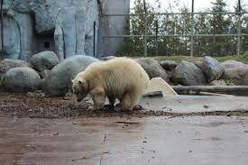 They will share some of their personal stories about the polar bears at the zoo, giving a glimpse of what it is like to take care of an iconic canadian species. File Polar Bear Toronto Zoo 1 Jpg Wikipedia