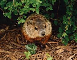 Groundhogs aren't just pesky—they can do real damage to a home garden or yard. Woodchuck Control Trapping Removal Service