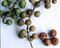 Image result for Strychnos mellodora