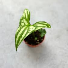 Image result for Cercestis