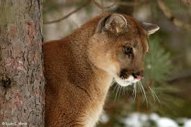 Image result for Electric Green 2001 Puma