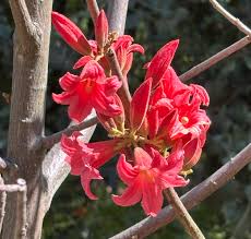 Image result for Brachychiton