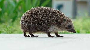 I loved uyuni, but sanjama is something else. à¦¬ à¦š à¦š à¦¸à¦œ à¦° à¦¦ à¦– à¦ª à¦² à¦¨ à¦¥ à¦® à¦¯ à¦¦ à¦² à¦¨ à¦ª à¦‡à¦²à¦Ÿ Zoom Bangla News