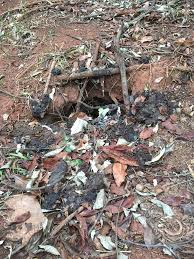 Image result for Cryptolepis cryptolepioides