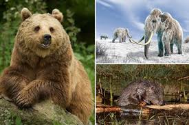 Mostly accurate, posting strange & unique creatures that once lived on our planet | follow @strangeanimais & @everybat. Mammoths Huge Bears And 6kg Rats Can You Believe These Exotic Animals Once Roamed The Uk