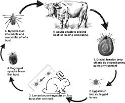 Lowongan kerja pt pegadaian tasikmalaya agustus 2019 | lowongan kerja terbaru tahun 2020. An Insight Into The Ecobiology Vector Significance And Control Of Hyalomma Ticks Acari Ixodidae A Review Sciencedirect