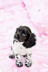 I live in punta gorda fl. A Nine Week Old Parti Colored Purebred Cocker Spaniel Puppy Sitting Cocker Spaniel Puppies Puppy Sitting Cocker Spaniel Dog