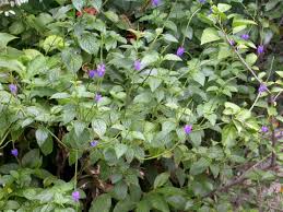 Image result for Stachytarpheta