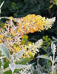 Image result for Buddleja madagascariensis