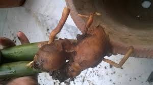 We did not find results for: Zz Plant In Icu Root Rot Due To Water Need Help Quickly Gardening Landscaping Stack Exchange