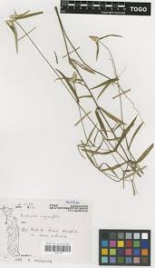 Image result for Pandiaka angustifolia