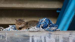 Over 300 Cats Die In The Uk From Illness That Could Be Linked To Toxic Pet Food Abc News