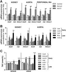 Maybe you would like to learn more about one of these? Socs1 Targeted Therapy Ameliorates Renal And Vascular Oxidative Stress In Diabetes Via Stat1 And Pi3k Inhibition Laboratory Investigation
