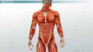 However, the muscle names often reflect something about their action, their shape, or their locations. Medical Specialists Of The Muscular System Video Lesson Transcript Study Com