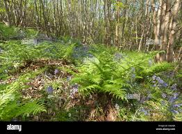 Image result for Polyphlebium borbonicum