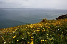 Check spelling or type a new query. Bay Area Wildflowers