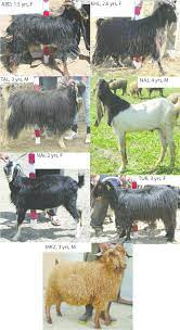 Selective breeding of goats generally focuses on improving production of fiber, meat, dairy products or goatskin. Morphologies Of Animals From The Different Iranian Goat Breeds Download Scientific Diagram