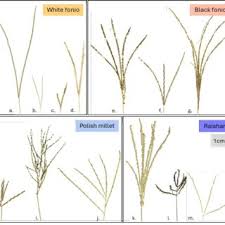 Image result for Digitaria milanjiana