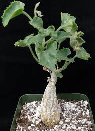 Image result for Corallocarpus epigaeus