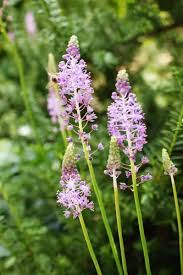 Image result for Oryzidium barnardii