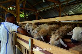 Sehingga dapat menghemat ruang dan biaya pembuatan kandang. Tips Beternak Kambing Untuk Pemula Kumparan Com