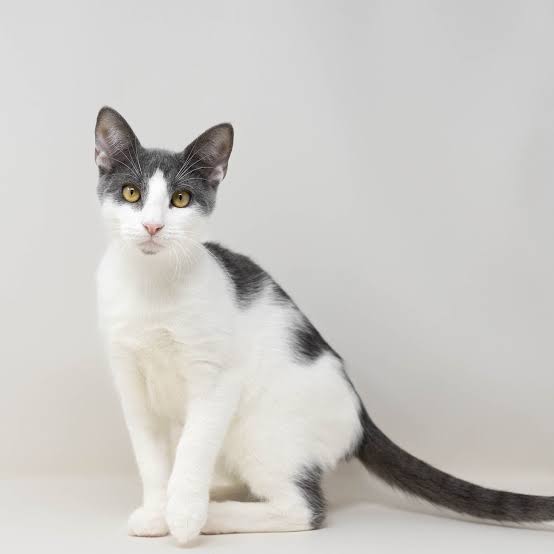 Meet Jax, adoptable reverse tuxedo cat
