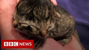 Two 8 week old male kittens. Kitten Born With Two Faces Bbc News Youtube
