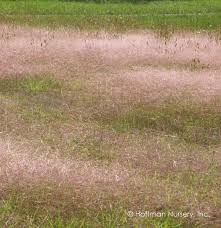 Image result for Eragrostis aspera