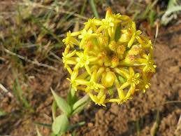 Image result for Gnidia kraussiana