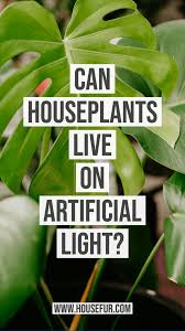Raise the lights as the plants grow, keeping the florescent tubes as close to the tops of the plants as possible. How To Use Artificial Light For Houseplants Artificial Light For Plants Artifical Plants Houseplant Grow Light