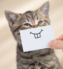 هل تربي قط ا أربع نصائح تبقي قطك المنزلي سعيد ا وبصحة جيدة أنا أصدق العلم