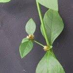 Image result for Alternanthera tenella
