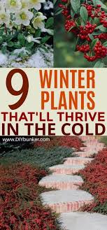 Design Your Perfect Cold Weather Winter Landscapes With These Winter Garden Ideas These Plants Are For Anyone Who Loves Flo Winter Plants Winter Garden Plants