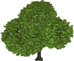 Tree Png Image Picture Tree Green Trees Plants