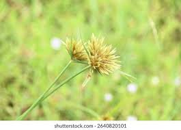 Image result for Pycreus polystachyos