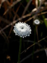 Image result for Eriocaulaceae