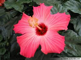 Famille, origine, utilisation de l' hibiscus des jardins ou althéa. Hibiscus Rose De Chine Rose De Cayenne Fille Des Iles Hibiscus Rosa Sinensis Planter Cultiver Multiplier