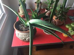 Every plant contains cells called auxins, and their growth rate determines the shape of the plant. Aloe Vera Laying On The Side
