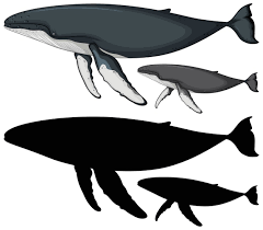 Rare white humpback whale calf spotted in waters off queensland. Free Vector Humpback Whale Characters And Its Silhouette On White
