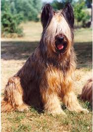 Hianouk Du Clos De La Croix De Fer Pure Breed Dogs Briard Dog Hog Dog