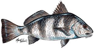 Finfish Mississippi Seafood