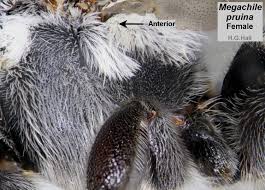 Image result for Enneapogon pretoriensis