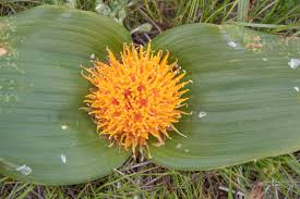 Image result for Daubenya