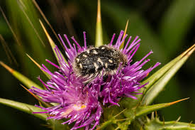 Image result for Tropinota hirta