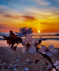 Pin By Raya On جمييل In 2020 Beautiful Flowers Wallpapers Beautiful Backgrounds Beautiful Nature Wallpaper