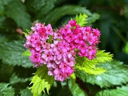 Image result for Spiraea x bumalda ´Crispa