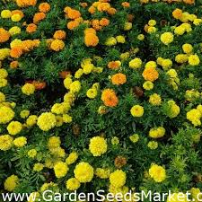 Rose, plumeria, orchidaceae, needle flower, bougainvillea. Marigold Mexico Limau Kuning Dan Oren Satu Set Biji Dua Jenis Benih Garden Seeds Market Penghantaran Percuma