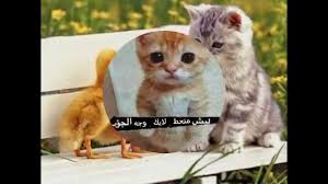 صور قطط مضحكة جدآ Youtube