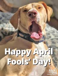 Happy April Fools' Day!... - Lucky Dog Animal Rescue | Facebook